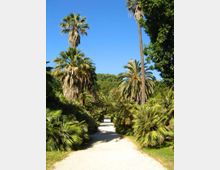 Viale sterrato in un parco, fiancheggiato da palme e vegetazione tropicale densa. Sullo sfondo si vedono alberi alti e cielo limpido.