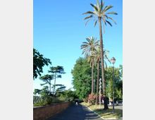Viale alberato in un parco urbano con alte palme sul lato destro, lampioni e aiuole fiorite, affiancato da un muretto in mattoni e una ringhiera. In fondo si vede una piccola passerella tra la vegetazione sotto un cielo sereno.