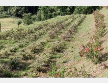 Pendio agricolo con filari di piante basse e arbusti, con una scarpata erbosa a destra punteggiata da fiori rosa. Sullo sfondo si vedono un prato e un bosco fitto di alberi.