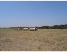 Campo agricolo pianeggiante e arido con diverse balle di fieno rotonde allineate al centro. Sullo sfondo si vede una fascia di alberi e alcuni edifici lontani sotto un cielo sereno.