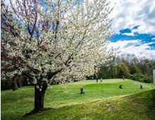 Campo da golf con ampio prato verde e green su una lieve collina, con sacche da golf sparse e alberi sullo sfondo. In primo piano un grande albero in fiore con chioma bianca sotto un cielo parzialmente nuvoloso.