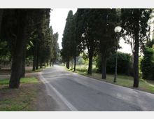 Strada asfaltata in un parco, fiancheggiata da alti alberi su entrambi i lati e con un lampione lungo il margine destro. Ai lati si vedono aree verdi e spazi aperti oltre la fila di alberi.
