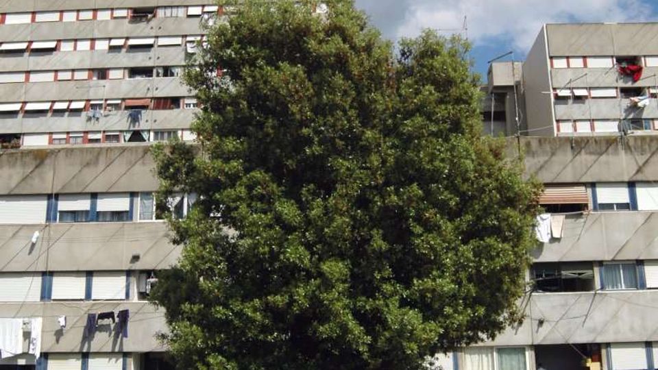 Grande albero in primo piano in un’area erbosa, con sullo sfondo un complesso di palazzi residenziali multipiano in cemento con file di finestre e balconi. Il cielo è parzialmente nuvoloso sopra gli edifici.