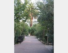 Viale pedonale pavimentato in un giardino alberato, circondato da vegetazione fitta e con una grande palma al centro in una aiuola circolare. Sul lato sinistro sono impilate sedie nere, mentre ai bordi del percorso ci sono siepi e piccole rocce.
