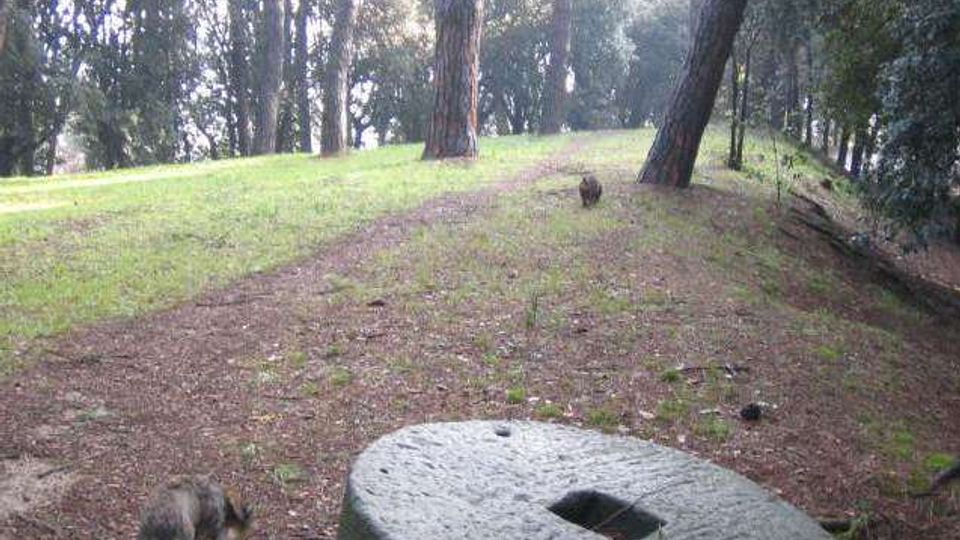 Radura in un bosco di pini con sentiero sterrato in lieve salita e alberi alti che filtrano la luce. In primo piano si vede un grande disco di pietra con foro quadrato al centro appoggiato sul terreno.