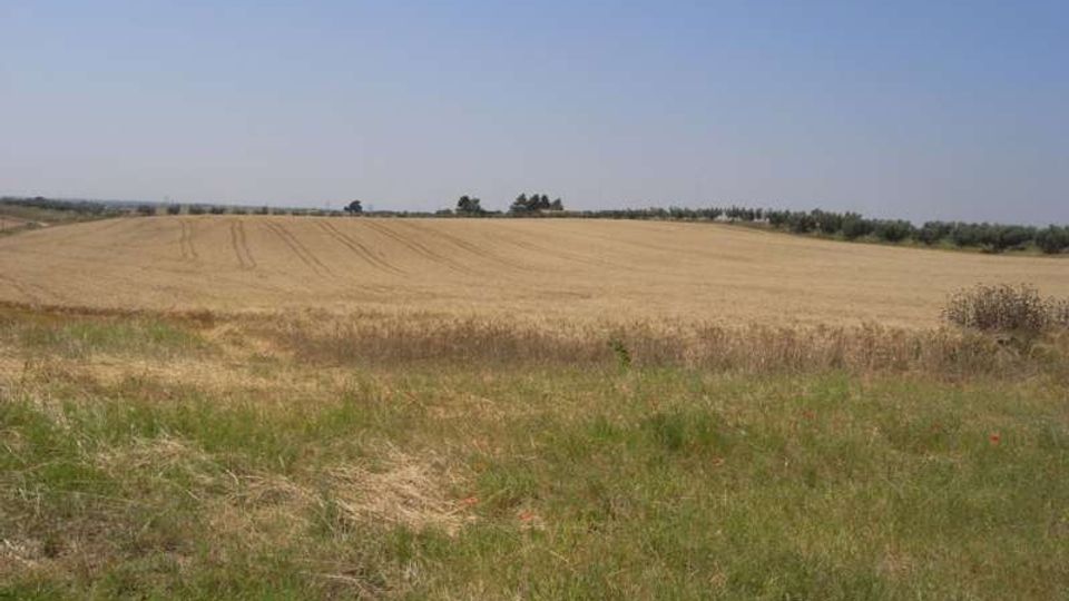 Ampia distesa di campi coltivati e prati erbosi in una zona rurale pianeggiante, con leggere ondulazioni e tracce nei campi. All’orizzonte si vede una linea di alberi sotto un cielo limpido.