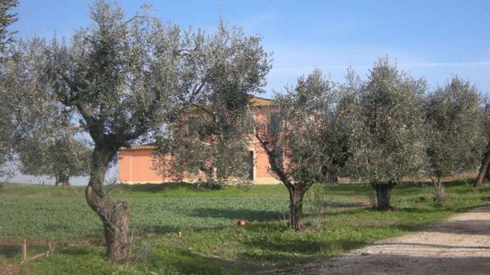 Strada sterrata di campagna che costeggia un prato con ulivi, con una casa rurale color arancio sullo sfondo. Cielo sereno e vegetazione bassa intorno agli alberi.