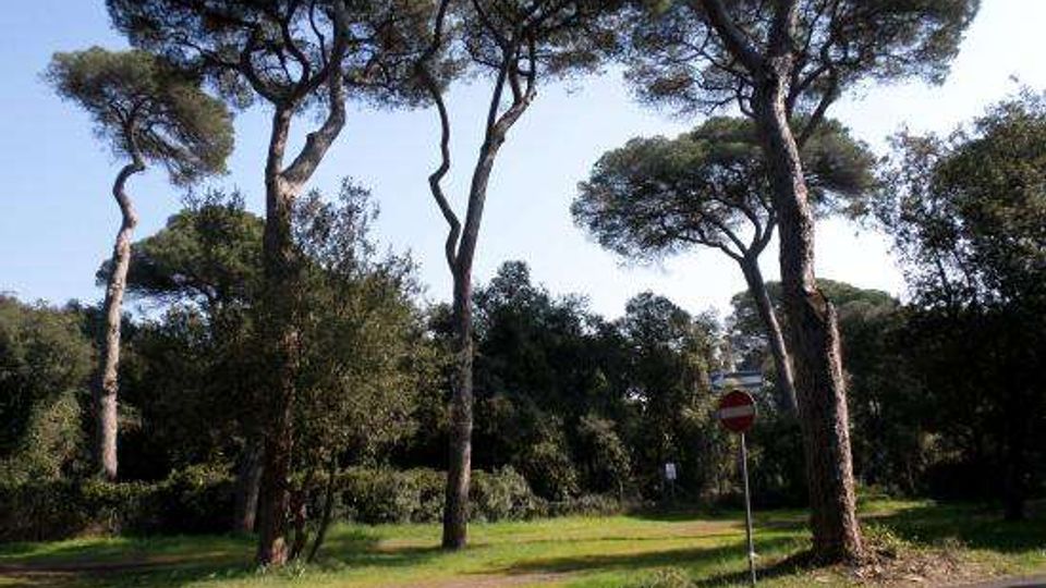 51931-photo-pini-maestosi-jpgjpg