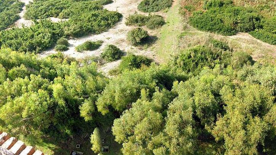 Vista dall’alto di un’area naturale con vegetazione fitta e macchia mediterranea, attraversata da sentieri sterrati chiari e radure sabbiose. In basso si vede una fascia di alberi più alti e, sul bordo sinistro, una struttura lineare con elementi ripetuti.