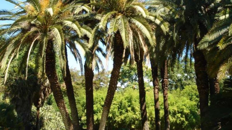 Gruppo di alte palme con tronchi scuri e chiome ampie in un parco soleggiato, con prato verde e vegetazione fitta sullo sfondo. Cielo azzurro visibile tra le fronde.