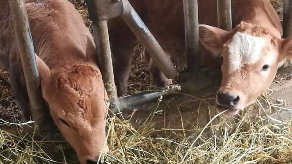 Interno di una stalla con mangiatoia metallica e pavimento coperto di fieno. Sullo sfondo si vedono le strutture in metallo delle postazioni di alimentazione e la lettiera di paglia.