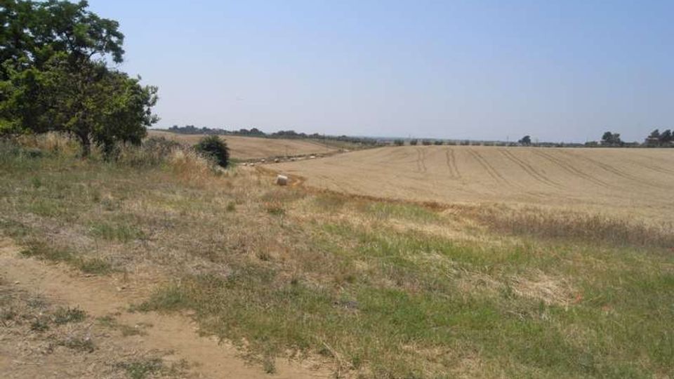 Ampio paesaggio rurale con campi coltivati e prati secchi in lieve pendenza, attraversati da una traccia di terra. Sulla sinistra ci sono alcuni alberi e cespugli, con l’orizzonte piatto sotto un cielo sereno.