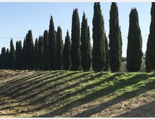 Filare di alti cipressi lungo il margine di un campo in pendenza, con erba e solchi di terreno in primo piano. Sullo sfondo cielo sereno con linee elettriche visibili.
