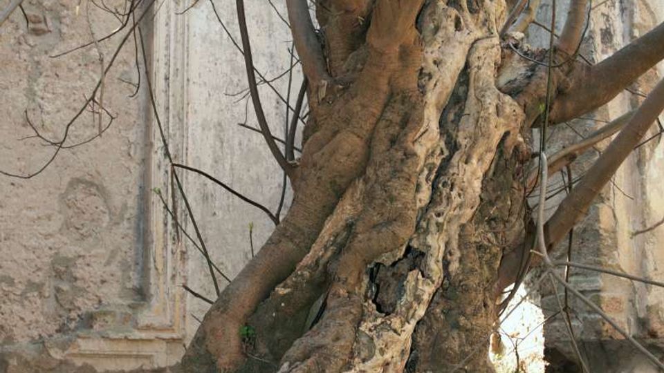 56840-photo-rm-canale-monterano-fico-monterano-vecchia-chiesa-s-bonaventura-03-jpgjpg