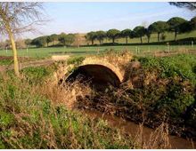 52068-photo-decima-ponte-jpgjpg