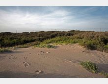 51929-photo-pineta-dune-jpgjpg