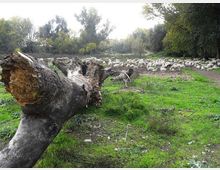 560-4b8a0b4f0e1589c73cc99ce43024c7adjpg