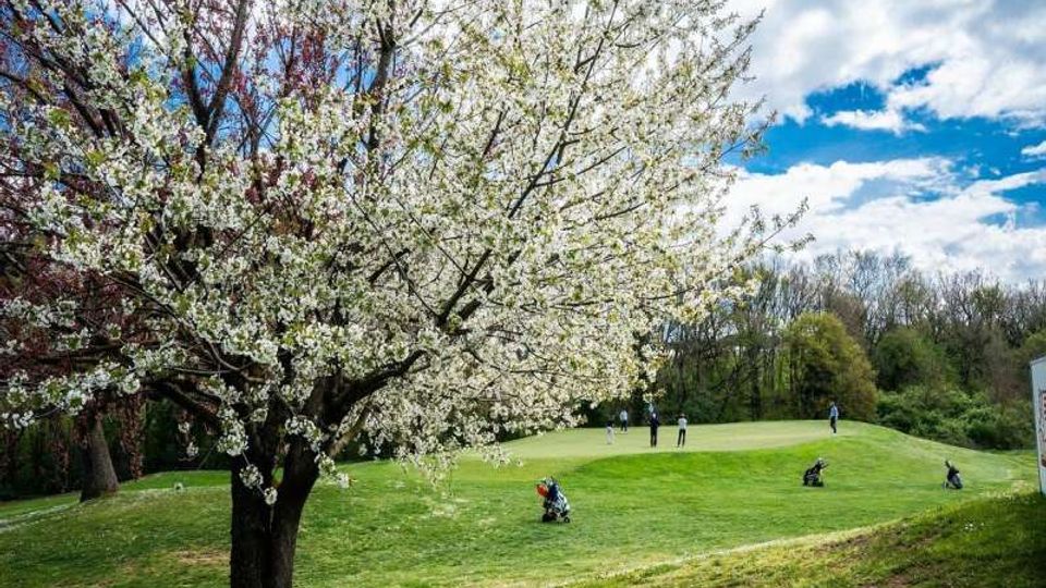 Campo da golf con ampio prato verde e green su una lieve collina, con sacche da golf sparse e alberi sullo sfondo. In primo piano un grande albero in fiore con chioma bianca sotto un cielo parzialmente nuvoloso.