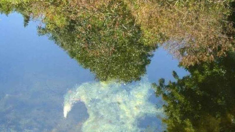 Specchio d’acqua calmo con vegetazione sulle rive e riflessi di alberi e rami sulla superficie. In primo piano si notano zone chiare e torbide sott’acqua, con una macchia biancastra vicino al bordo.