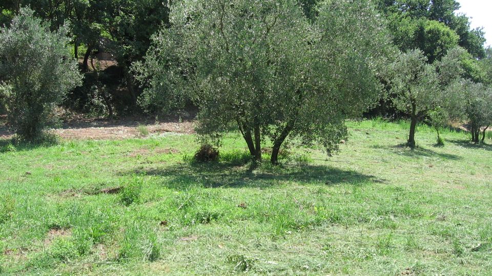 Oliveto su un prato erboso in leggera pendenza, con più alberi di ulivo distanziati e chiome argentate. Sullo sfondo si vede una fitta area boschiva che delimita il campo.