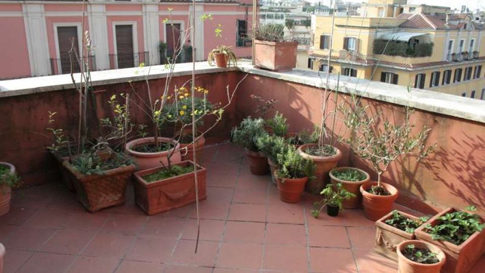 Terrazza su tetto con pavimento in piastrelle di terracotta e parapetto basso intonacato, con numerosi vasi e fioriere di diverse dimensioni disposti lungo i bordi. Sullo sfondo si vedono edifici cittadini con facciate colorate e tetti in tegole.