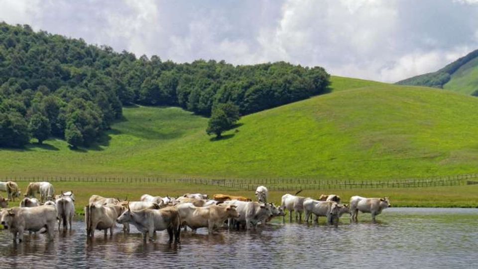 Mandria di bovini in un lago poco profondo, con colline verdi ondulate sullo sfondo e una fascia di bosco lungo il crinale. Cielo parzialmente nuvoloso e recinzione che attraversa il prato in lontananza.