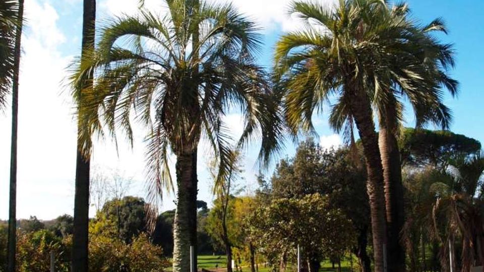 Palme alte in un’area verde simile a un parco o giardino, con prato, arbusti e una recinzione in legno sullo sfondo. Cielo azzurro con nuvole e vegetazione mediterranea circostante.