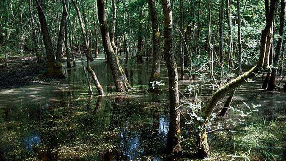 51864-photo-170916236-jpgjpg