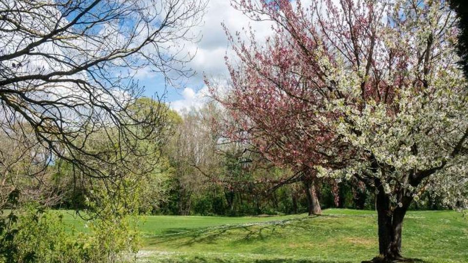 Parco con ampio prato verde e alberi in fiore, con rami spogli e vegetazione sullo sfondo. Il cielo è azzurro con nuvole sparse e il terreno presenta lievi ondulazioni.