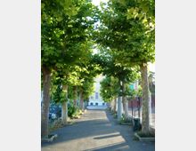 Viale pedonale asfaltato fiancheggiato da alberi ad alto fusto potati, che formano una galleria di chiome verdi sopra il percorso. Sullo sfondo si intravede un edificio chiaro; ai lati sono presenti recinzioni e alcuni veicoli parcheggiati.
