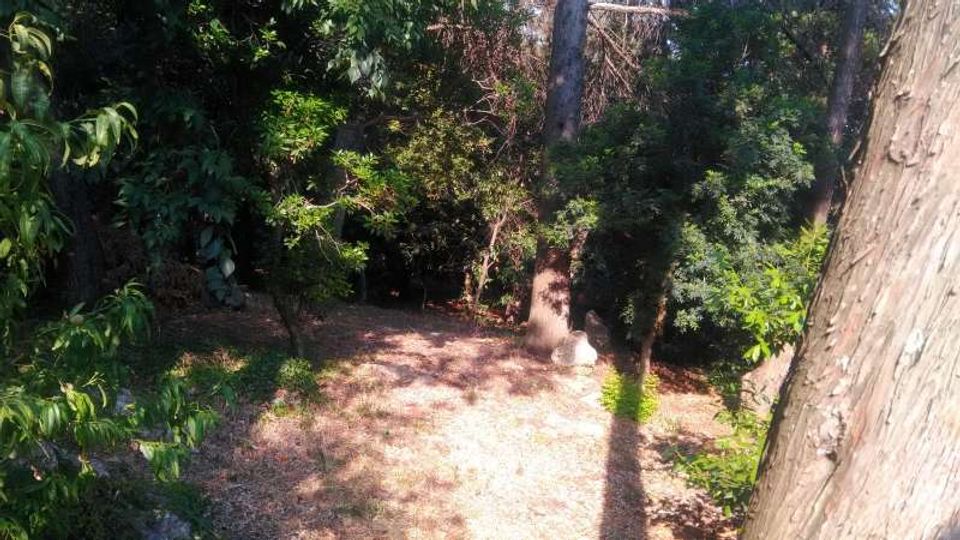 Radura in un bosco con terreno coperto di foglie secche, circondata da vegetazione fitta e alberi alti. La luce del sole filtra tra le chiome, creando zone d’ombra e un tronco in primo piano sul lato destro.