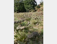 Campo erboso con molte piante simili a cardi in primo piano, su un pendio naturale. Sullo sfondo si vedono alberi ad alto fusto e cespugli con fiori rosa lungo la collina.