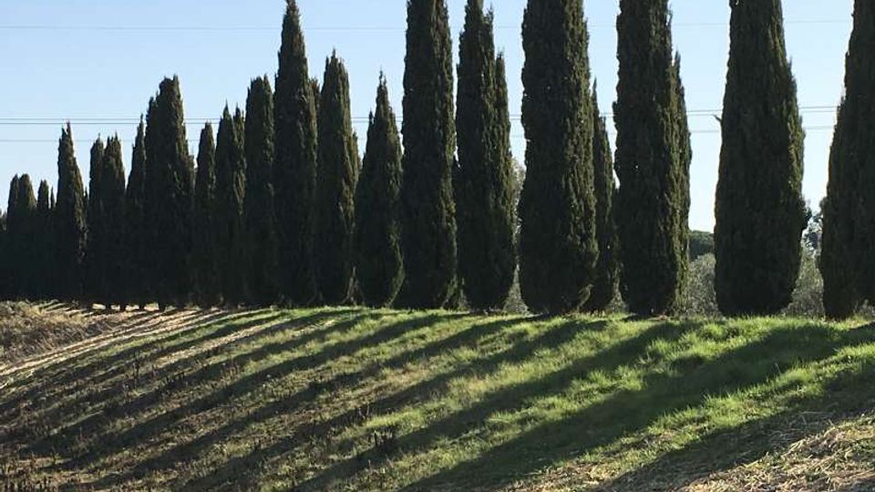 Filare di alti cipressi lungo il margine di un campo in pendenza, con erba e solchi di terreno in primo piano. Sullo sfondo cielo sereno con linee elettriche visibili.