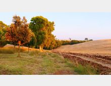 Sentiero erboso di campagna che costeggia una fila di alberi, con un campo arato sulla destra e dolci colline sullo sfondo. Luce calda al tramonto e cielo sereno sopra il paesaggio rurale.