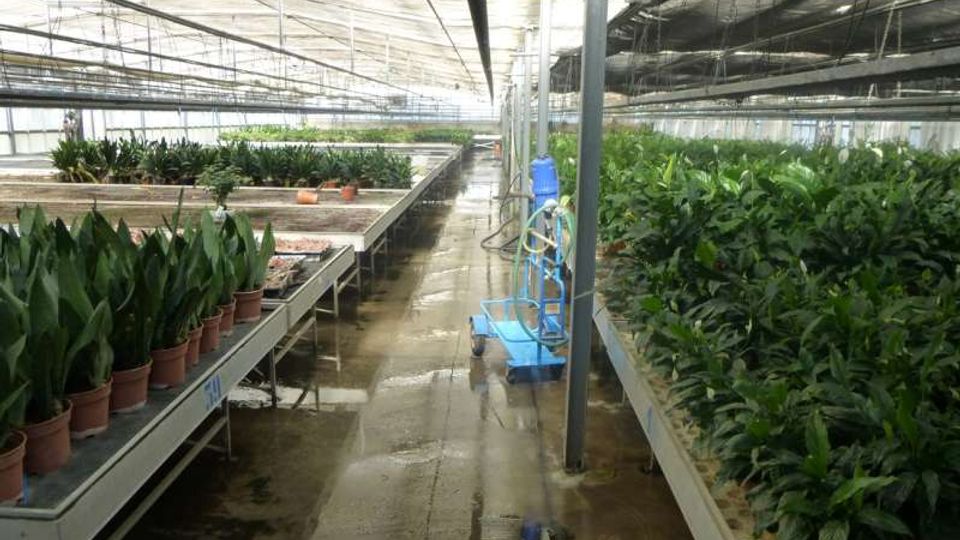 Interno di una serra con lunghe file di piante in vaso su bancali rialzati ai lati di un corridoio centrale bagnato. Struttura con copertura trasparente e reti ombreggianti, tubazioni e attrezzature per irrigazione lungo il passaggio.