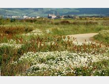 52095-photo-anthemis-maritima-jpgjpg