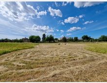 Ampio campo agricolo con erba tagliata e andane di fieno in primo piano. Sullo sfondo si vedono alberi e alcune case di campagna sotto un cielo azzurro con nuvole sparse.