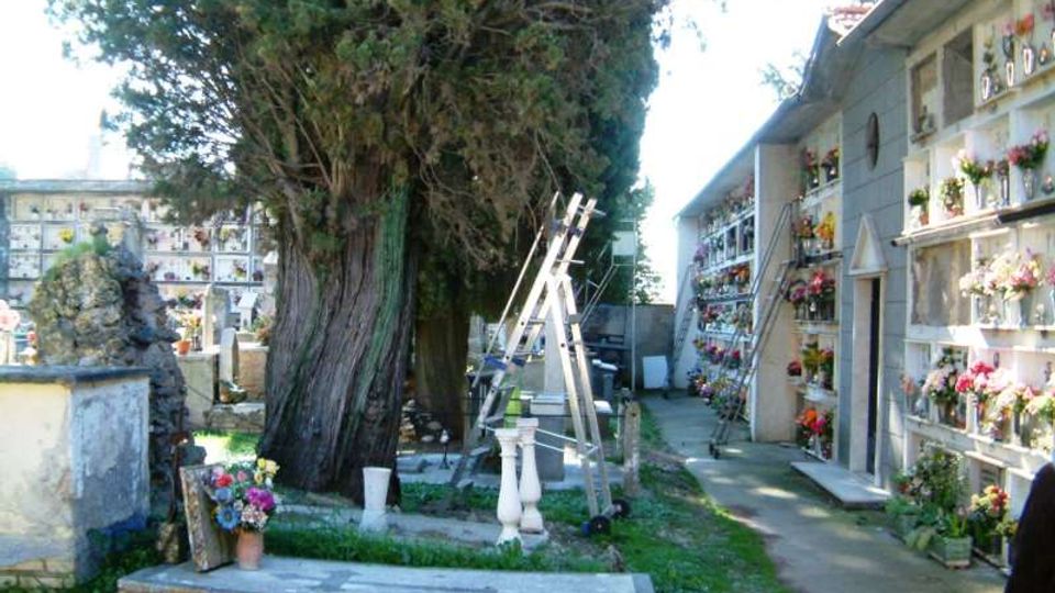 Corridoio di un cimitero con grandi alberi e tombe a terra, affiancato da un edificio con loculi sovrapposti e numerosi vasi di fiori. Sul vialetto si vedono scale appoggiate e piccoli elementi funerari in pietra.