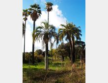 Palme alte in un’area verde simile a un parco o giardino, con prato, arbusti e una recinzione in legno sullo sfondo. Cielo azzurro con nuvole e vegetazione mediterranea circostante.