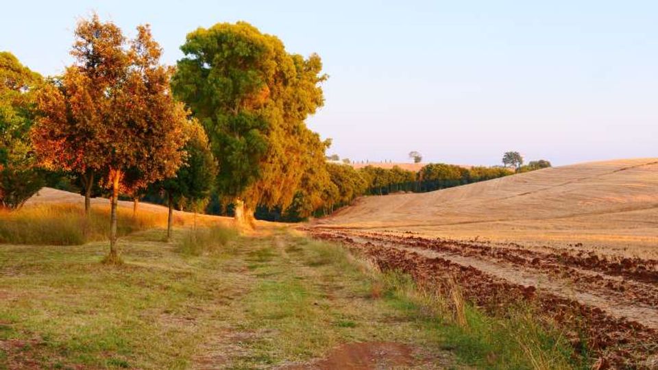 Sentiero erboso di campagna che costeggia una fila di alberi, con un campo arato sulla destra e dolci colline sullo sfondo. Luce calda al tramonto e cielo sereno sopra il paesaggio rurale.