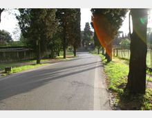 Strada asfaltata di campagna che curva leggermente, fiancheggiata da alti alberi e da una fascia di erba. Sul lato destro si vede una recinzione metallica lungo il bordo della strada e luce solare in controluce.