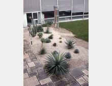 Cortile esterno di un edificio moderno con pavimentazione in lastre e aiuola di ghiaia con piante succulente e agavi. Sullo sfondo si vedono grandi vetrate e un elemento cilindrico metallico vicino alla facciata.