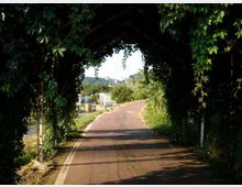 Strada asfaltata che curva dolcemente, vista attraverso un tunnel naturale formato da una pergola ricoperta di vegetazione e rampicanti. Ai lati si notano alberi e cespugli, con alcune strutture e campi visibili in lontananza.