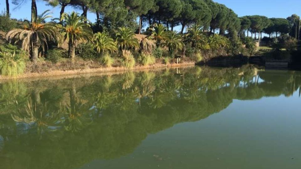 Laghetto in un parco con acqua verde e riflessi degli alberi, circondato da palme e da una lunga fila di pini ad alto fusto. Sulla riva si vedono vegetazione bassa e un piccolo elemento in legno, con cielo sereno sullo sfondo.