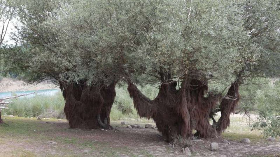 49505-photo-7-jpgjpg