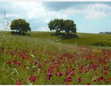 52031-photo-tenuta-massimi-quadjpg-jpgjpg