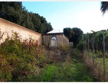 Vista di un lungo corridoio esterno invaso da erba e cespugli, affiancato da un alto muro e da una recinzione metallica con palme. In fondo si vede un edificio in muratura con grande finestra ad arco e copertura in vetro, circondato da alberi.