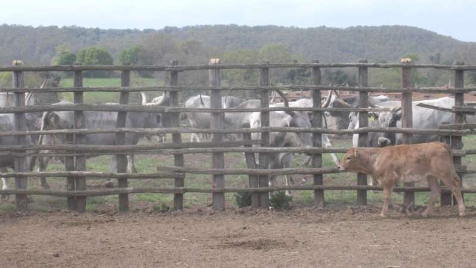 Recinto rurale con staccionata in legno e terreno di terra battuta, affacciato su pascoli verdi con colline boscate sullo sfondo. Dietro la recinzione si intravedono bovini allineati lungo il perimetro.