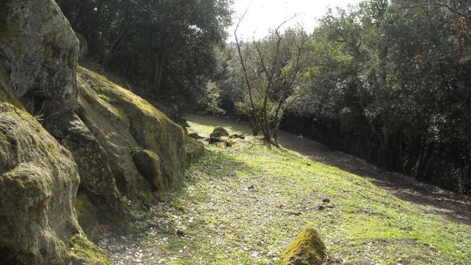 Sentiero sterrato in una radura boschiva, con grandi massi rocciosi ricoperti di muschio sul lato sinistro e alberi fitti che delimitano il percorso. Il terreno è erboso e leggermente in pendenza, con alcune rocce sparse e luce solare filtrata tra la vegetazione.