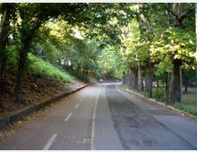 Viale asfaltato curvo in un parco alberato, con corsia segnata da linee tratteggiate e bordo in cemento. Ai lati ci sono una scarpata con foglie e vegetazione e una recinzione tra gli alberi, con luce filtrata dalla chioma.